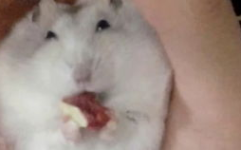 娱乐吃瓜鼠,揭秘娱乐圈那些不为人知的幕后故事