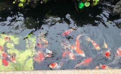 中国观赏鱼之家,探寻水族世界的缤纷色彩与和谐共生