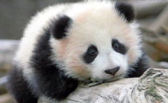 娱乐吃瓜熊猫视频大全,吃瓜视频大全盘点