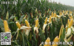 四川玉米价格,四川玉米价格波动分析