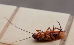 娱乐吃瓜酱蟑螂咬人,蟑螂咬人事件背后的惊人真相