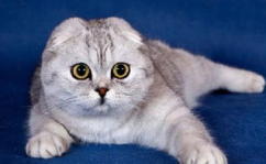 娱乐吃瓜君折耳猫七七,折耳猫的娱乐传奇