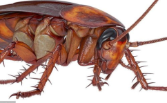 娱乐吃瓜酱蟑螂咬人,蟑螂咬人事件背后的惊人真相