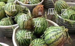 娱乐吃瓜酱火,揭秘娱乐圈幕后风云