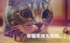 猫猫永不为奴娱乐吃瓜酱,揭秘娱乐圈幕后趣闻