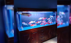 中国观赏鱼之家,探寻水族世界的缤纷色彩与和谐共生