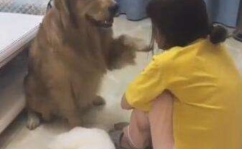 娱乐吃瓜酱小狗安慰,娱乐吃瓜酱的暖心安慰之道