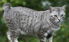 短尾猫,探寻神秘短尾猫种的独特魅力