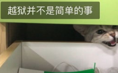 娱乐吃瓜酱猫妈妈视频下载,揭秘萌宠日常