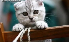 娱乐吃瓜君折耳猫坐姿,娱乐吃瓜君的萌态瞬间