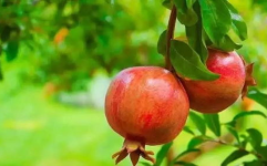 娱乐吃瓜酱买石榴,石榴盛宴，甜蜜来袭！