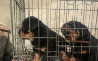 洛威犬,忠诚与勇猛的守护者