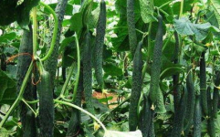 一枝花娱乐吃瓜,揭秘娱乐圈吃瓜背后的真相