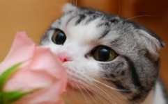 娱乐吃瓜酱猫尾巴