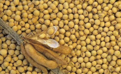 黑龙江大豆最新价格,最新行情解析