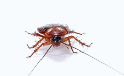 娱乐吃瓜酱蟑螂咬人,蟑螂咬人事件背后的惊人真相