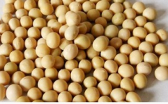 黑龙江大豆最新价格,最新行情解析
