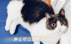 娱乐圈吃瓜磕cp,CP甜蜜互动大盘点
