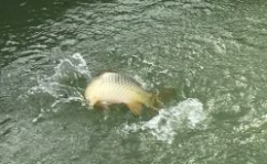娱乐吃瓜钓鱼视频,吃瓜、钓鱼视频带你领略休闲生活新风尚