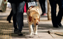 娱乐吃瓜酱导盲犬,跟随“吃瓜酱”探索无障碍世界的欢乐时光