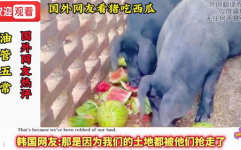 西瓜视频吃瓜猪娱乐,中韩网友共话农业趣味与感恩