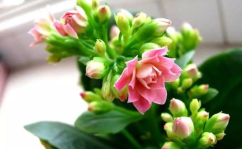 一枝花娱乐吃瓜,揭秘娱乐圈吃瓜背后的真相