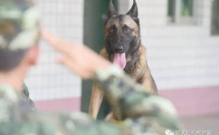 娱乐吃瓜酱缉毒犬,揭秘缉毒犬的神秘世界