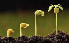 植物靠什么传播种子,自然界的巧妙策略
