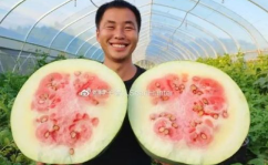 西瓜视频吃瓜猪娱乐,中韩网友共话农业趣味与感恩