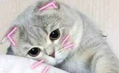 娱乐吃瓜君折耳猫七七,折耳猫的娱乐传奇