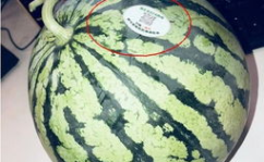 咸阳网红吃瓜,揭秘网络红人的幕后故事