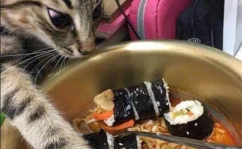 娱乐吃瓜君面包猫,面包猫背后的故事与魅力