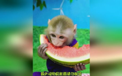 娱乐吃瓜酱猴,揭秘娱乐圈那些不为人知的幕后故事