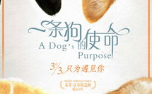 娱乐吃瓜酱去世的小狗,吃瓜酱离世，网友泪目