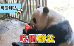 娱乐吃瓜熊猫视频大全,吃瓜视频大全盘点