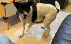 娱乐吃瓜酱小狗安慰,娱乐吃瓜酱的暖心安慰之道