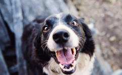 娱乐吃瓜酱小狗安慰,娱乐吃瓜酱的暖心安慰之道