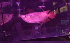 中国观赏鱼之家,探寻水族世界的缤纷色彩与和谐共生