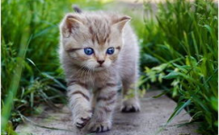 娱乐吃瓜酱猫尾巴