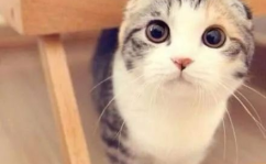 娱乐吃瓜君折耳猫七七,折耳猫的娱乐传奇