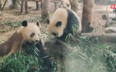 娱乐吃瓜熊猫视频在线观看,在线观看，笑料连连