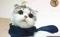 娱乐吃瓜君折耳猫坐姿,娱乐吃瓜君的萌态瞬间