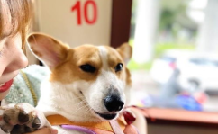 娱乐吃瓜酱缉毒犬,揭秘缉毒犬的神秘世界