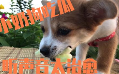 娱乐吃瓜酱去世的小狗,吃瓜酱离世，网友泪目