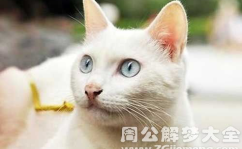 梦见白猫,白猫的神秘寓意与生活启示